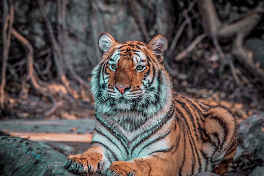 Safari Booking Bandhavgarh