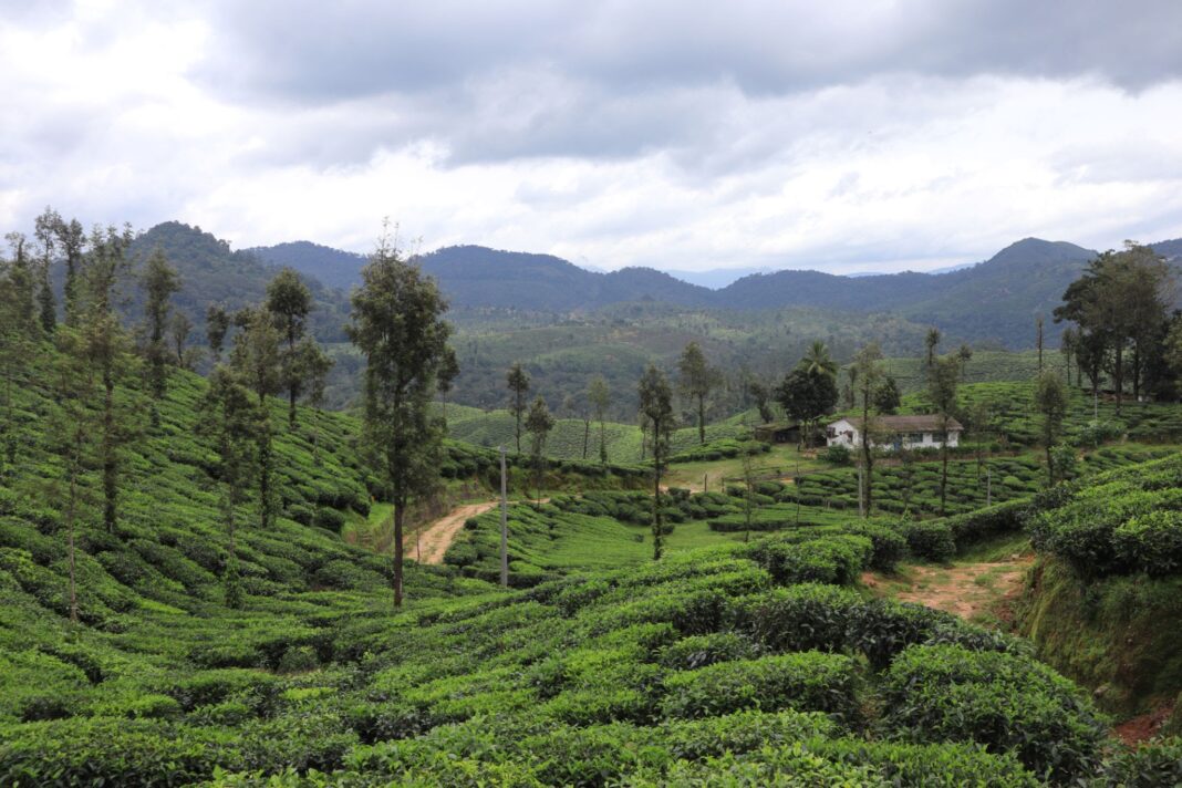 Coffee plantation for sale in sakleshpur