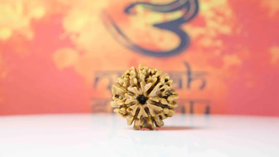 7 Mukhi Rudraksha Buying Guide: How to Compare Quality, Authenticity and Value